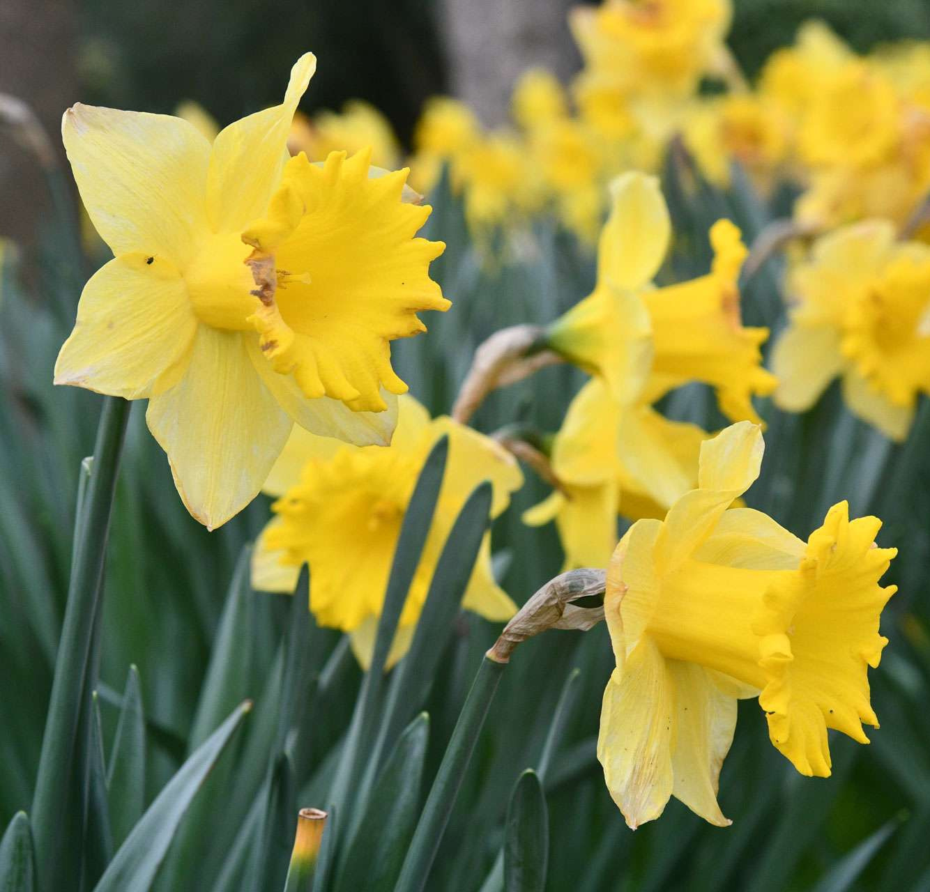 Daffodil Colchester castle